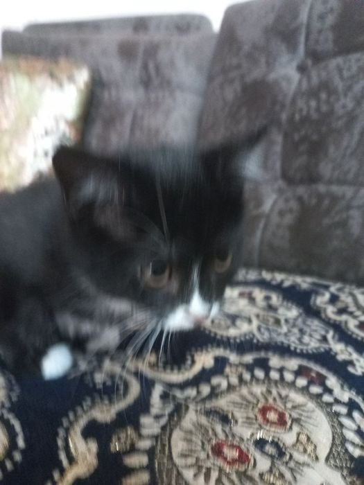 Котята отдам бесплатно