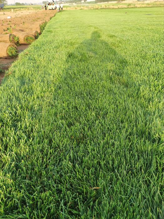 Tayyor gazon chim sifatli