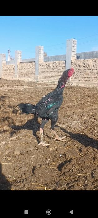 турк хуроз карис тавук