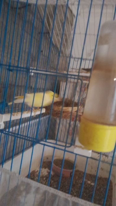 Продавам канари мъжки и женски