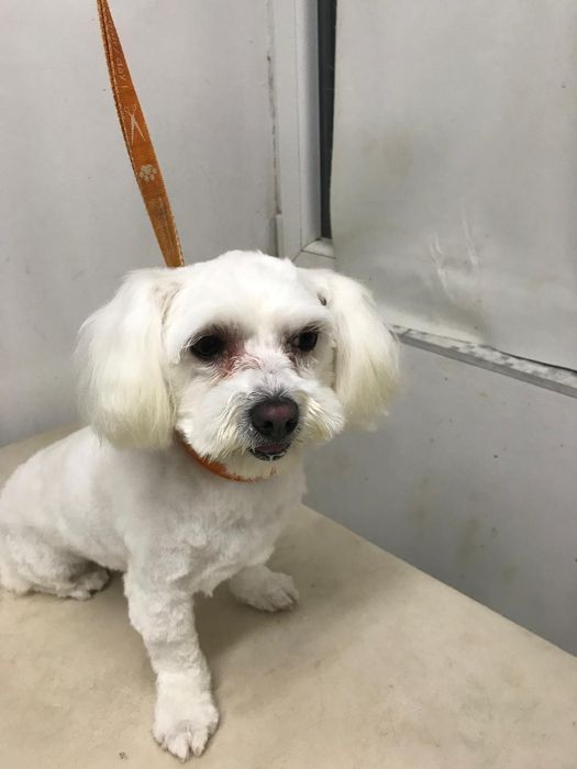 Frizerie canina Moșnița nouă