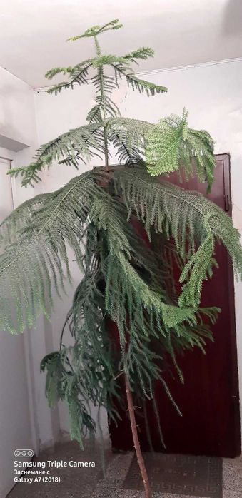 Араукария (Araucaria heterophylla)