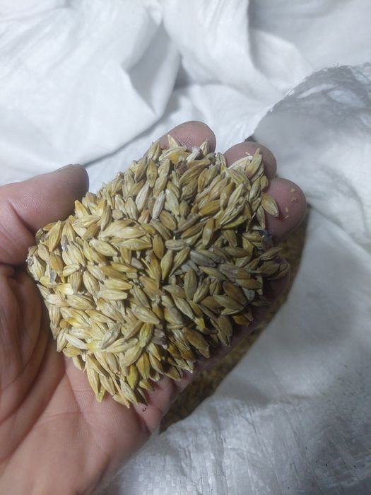 Ячмень 3 тыс мешок