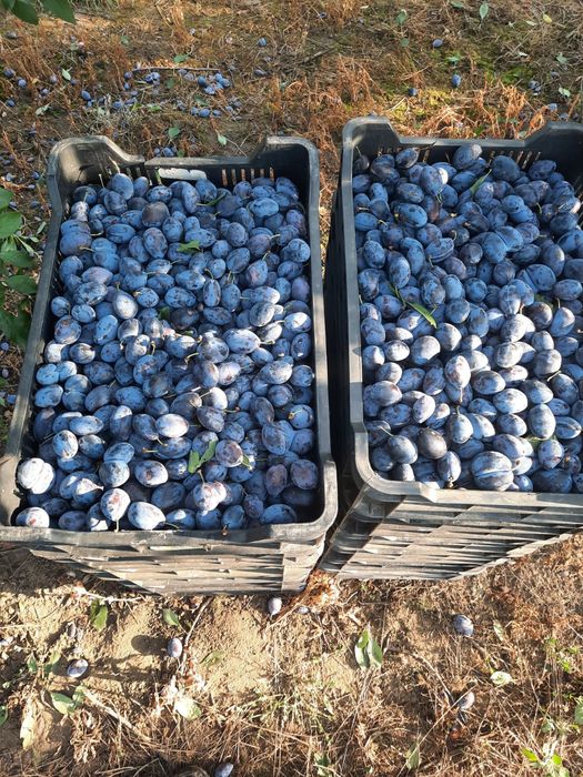 Prune de consum prune bistrițene