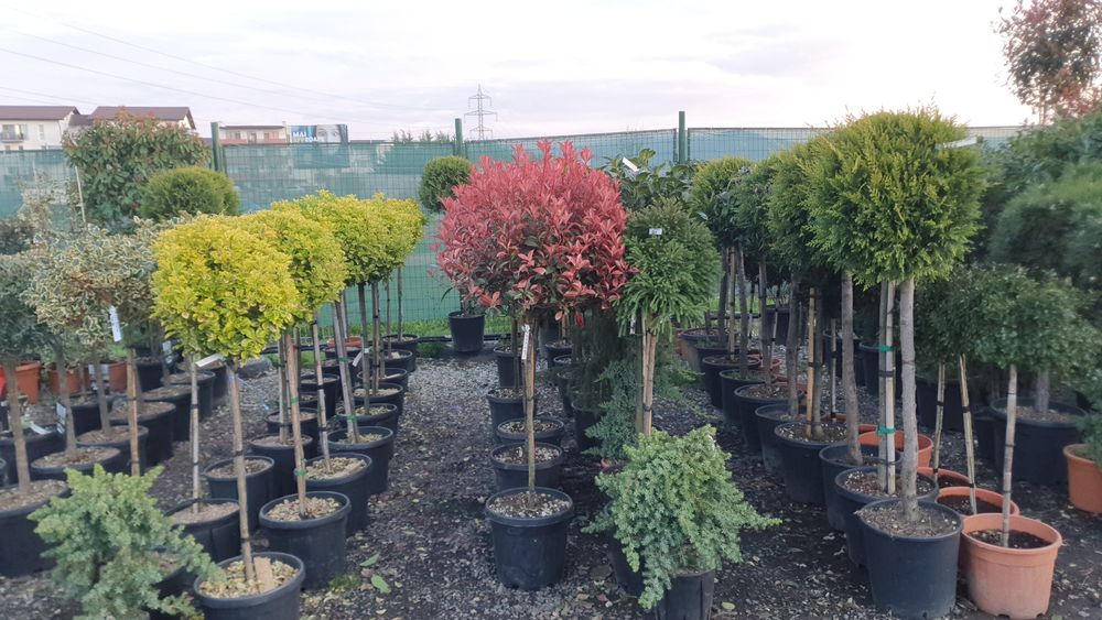 Pinii,mesteacan decorativ, leylandi, lemn cainesc, artar verde
