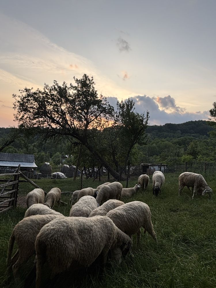 Vand oi bergamasca si berbec carabas