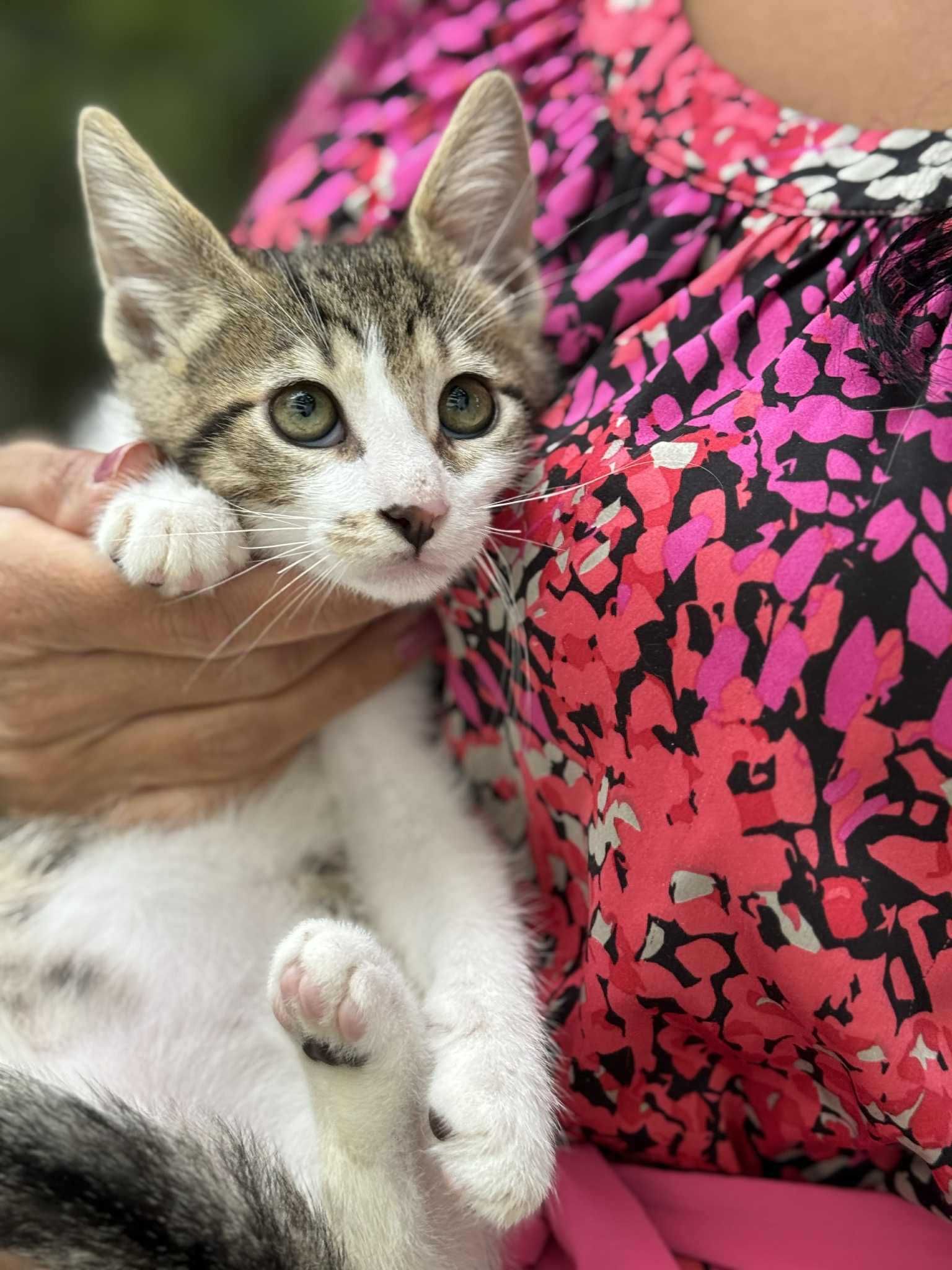 Мъжко коте си търси дом