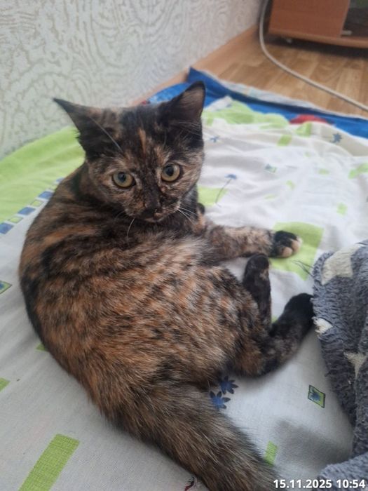 Отдам котёнка (девочка)