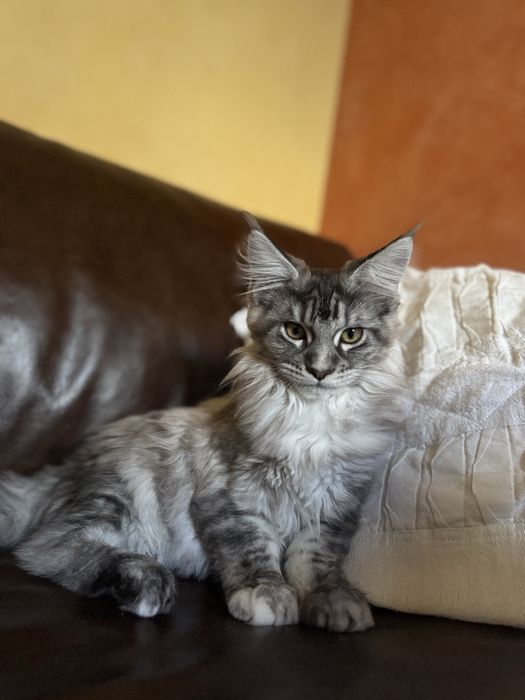 Женска котка Maine Coon/ Мейн Куун
