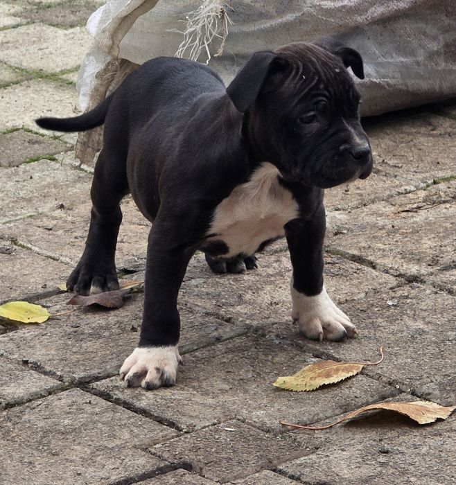 Amstaff rasă pură cu pedigree
