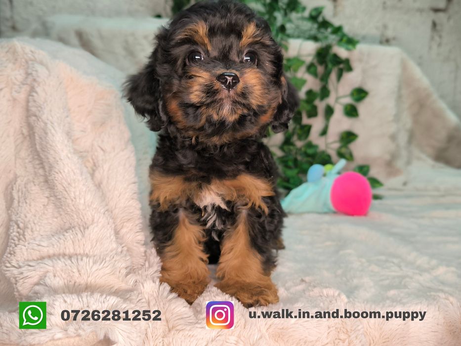 Vand fetita Cavapoo black and tan F1.