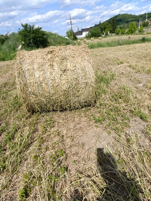 Vând baloți de lucerna
