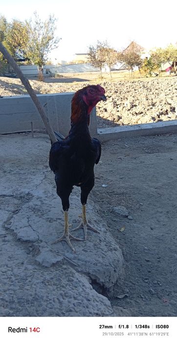 Хоразимиз сатилоди манзил хоразим