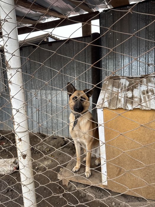 Овчарка ,отдам бесплатно в добрые руки