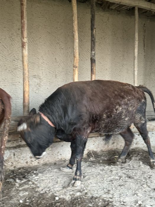 Бука таййор 1000% соглом