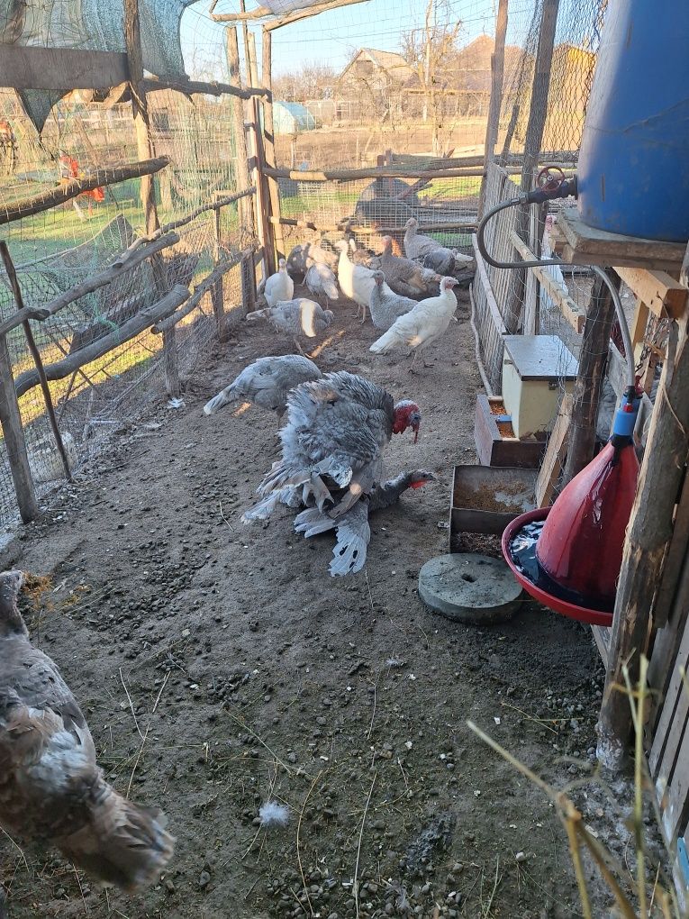 Ouă  de curca de casă