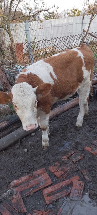 Viteza bălțată românească