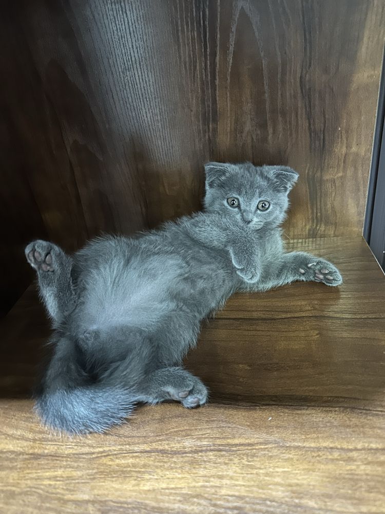 Скоттиш фолд чистокровный