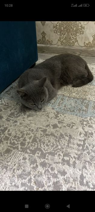 Бесплатно отдам кошку в хорошие руки