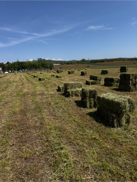 Lucerna productie 2025
