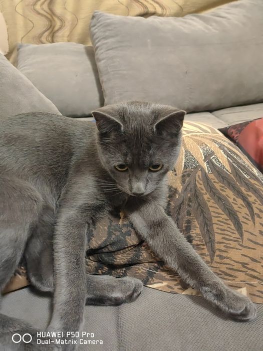 Руска Синя Котка с паспорт и ваксина