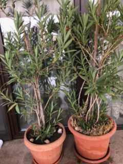 Yucca, lamai, leandru