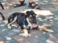 Adoptie caine, donez.