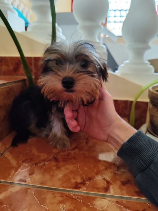 Pui Yorkshire - adorabil talie mica