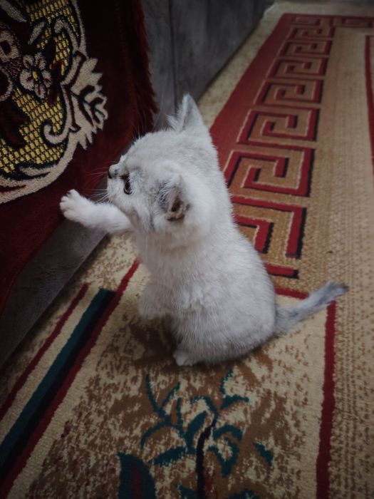 Продаётся котята серебристая шиншилла скотиш фолд и страйт