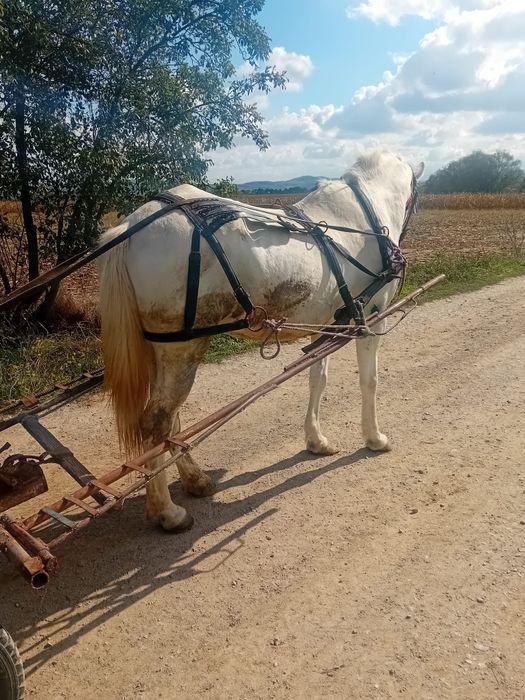 Vând iapa de 9/10 ani