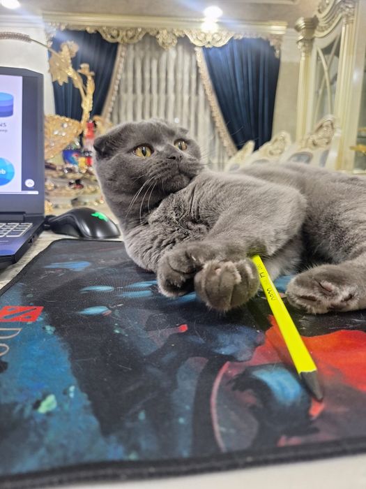 Скоттиш фолд, огил бола