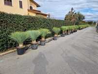 Oferim plante ornamentale pentru un peisaj perfect