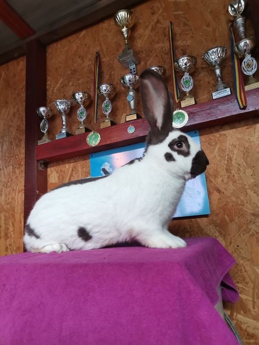 Iepuri Uriaș Pestriț German