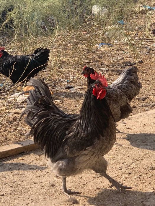 Хурозлар сотилади