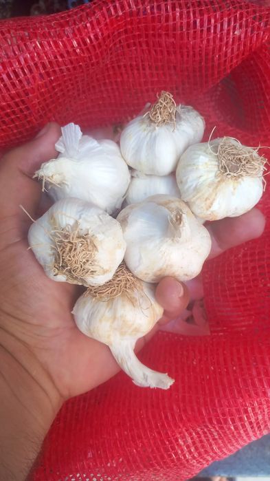 Usturoi de vânzare pus în pământ și consum