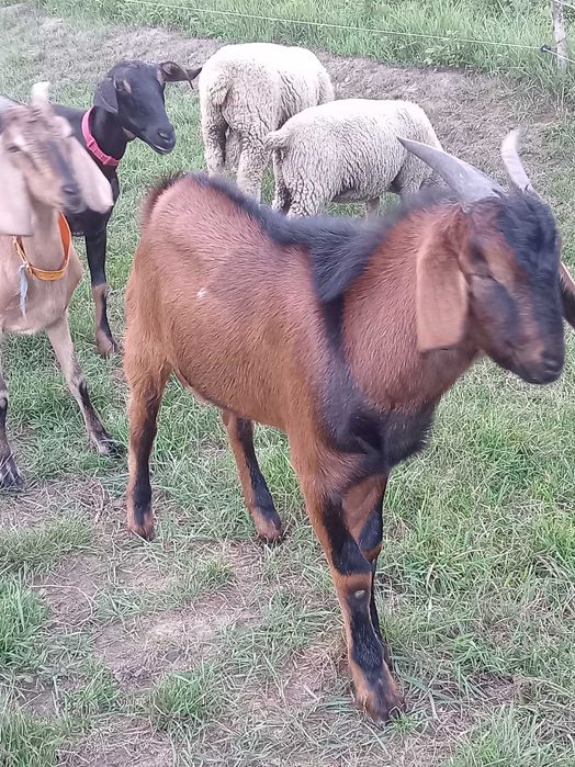 Vand țap anglo nubian vârstă 7 luni bun pentru monta