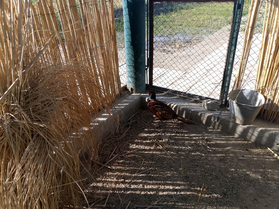 Fazan  xoʻrozlar sotiladi