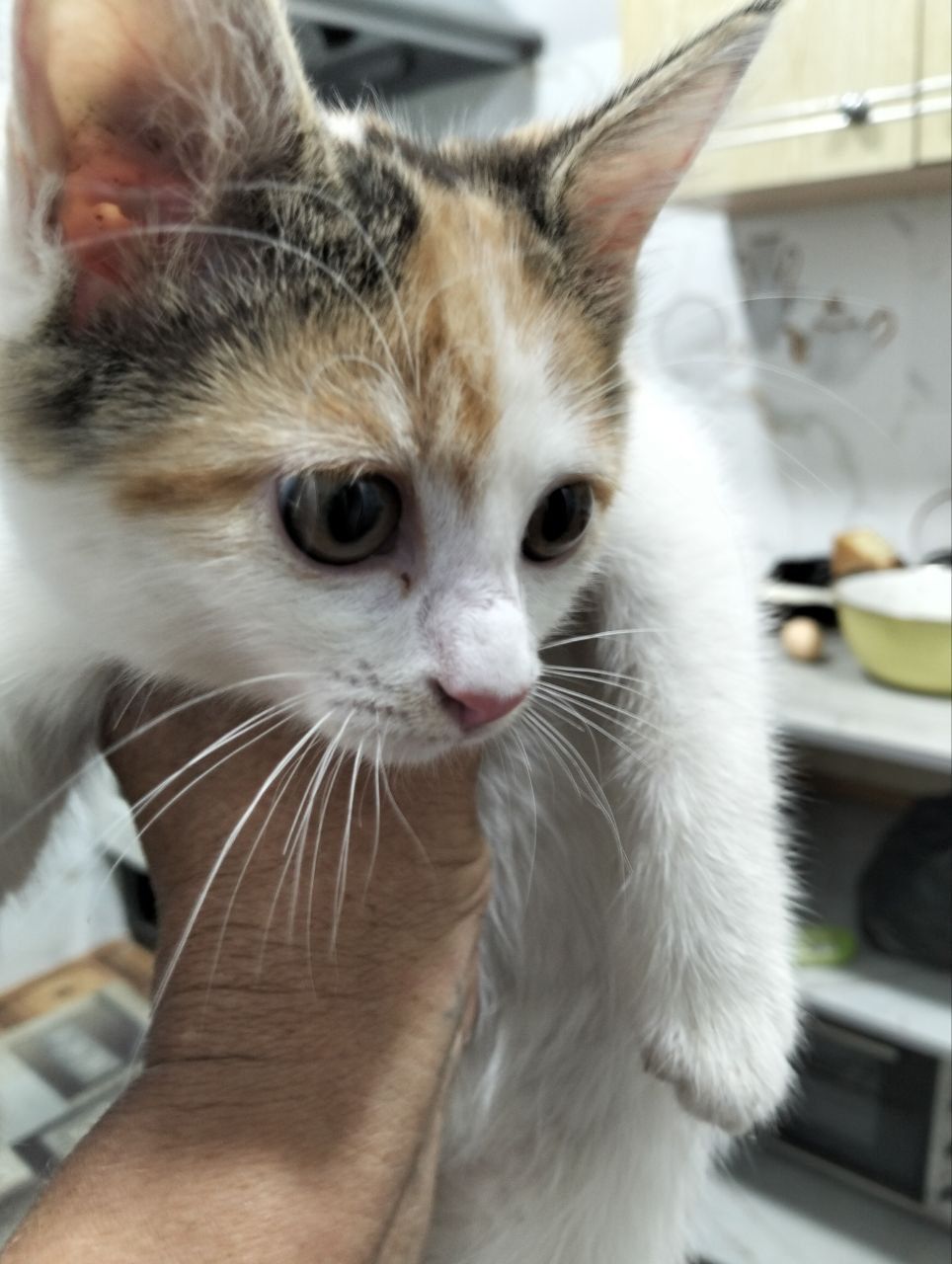 Пристраиваются котята.