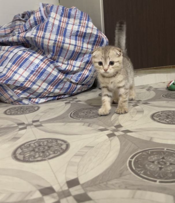 Продам мальчика вислоухого