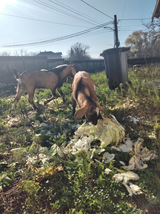 Caprita anglonubian de 8 luni montata