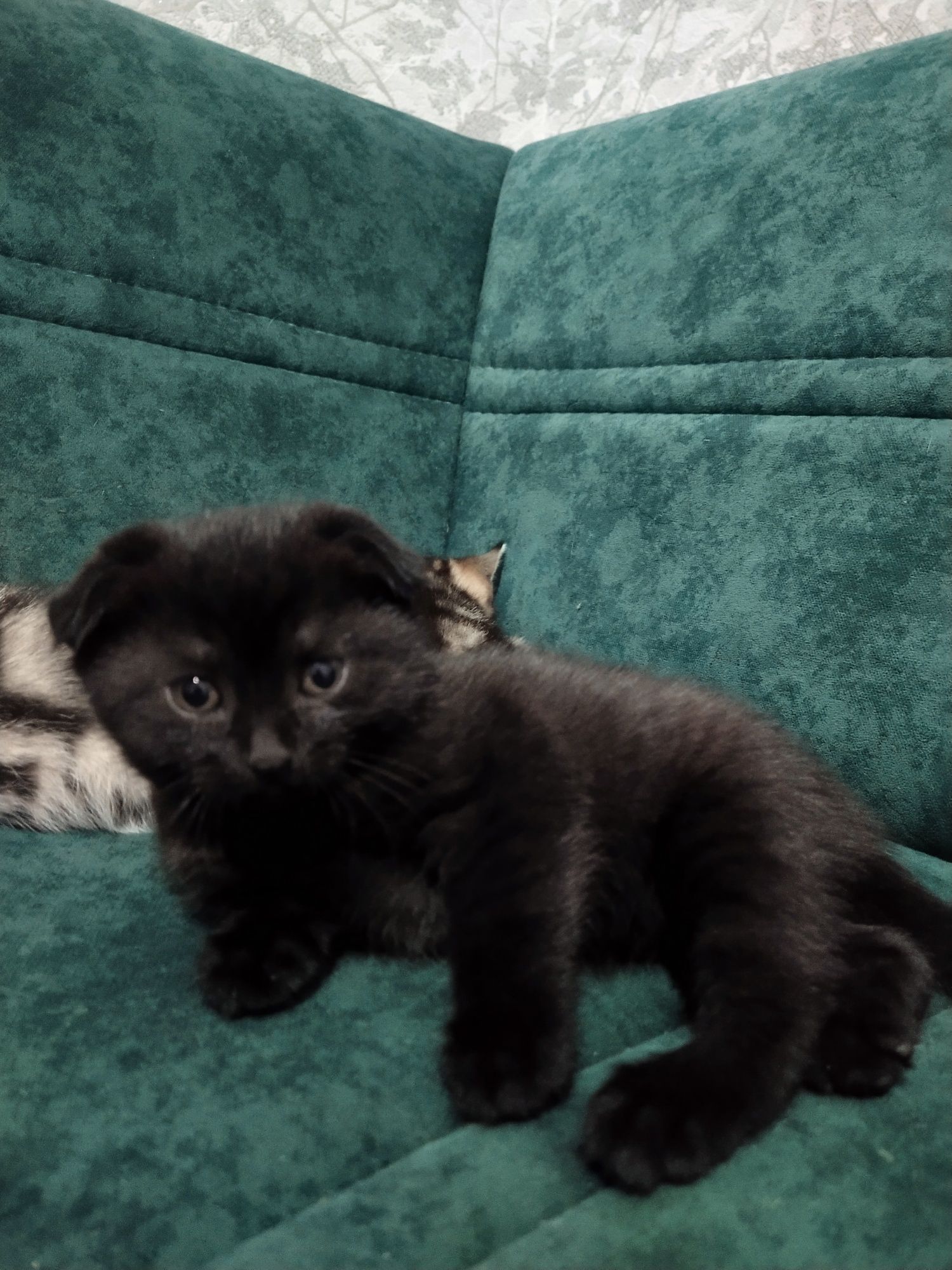 Шотландский котик