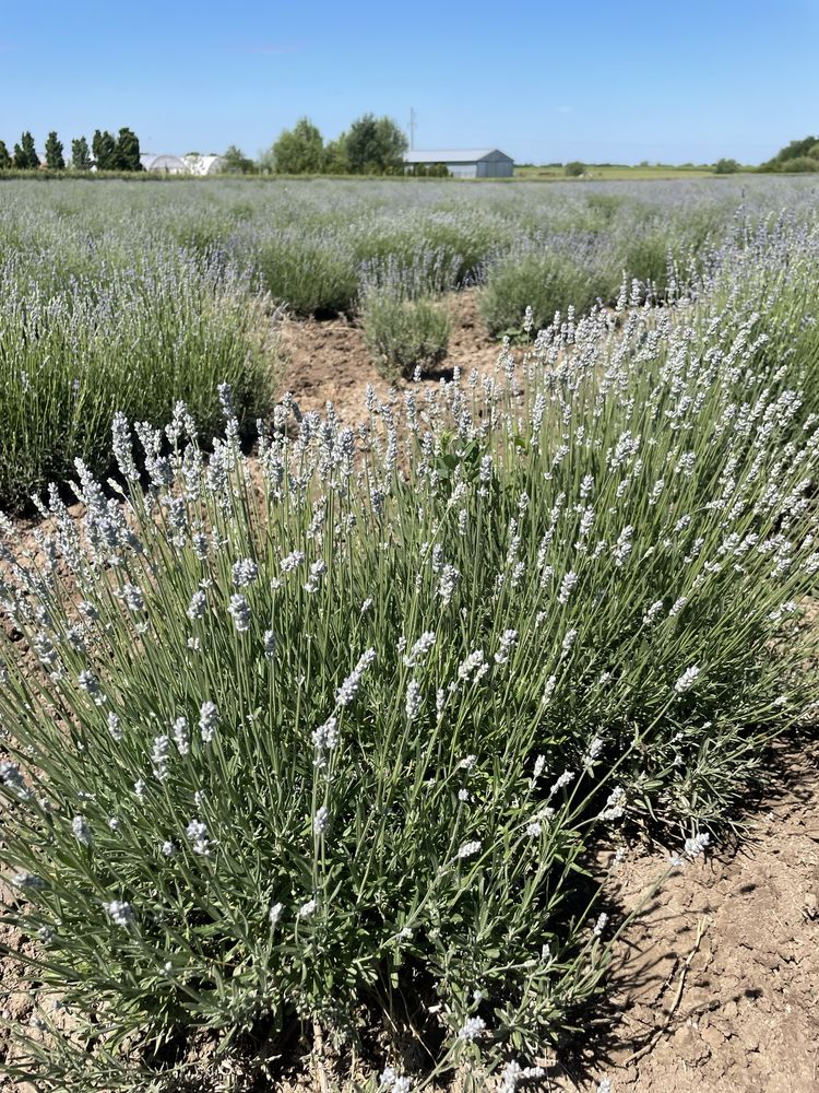 Vand floare de lavanda pt distilat