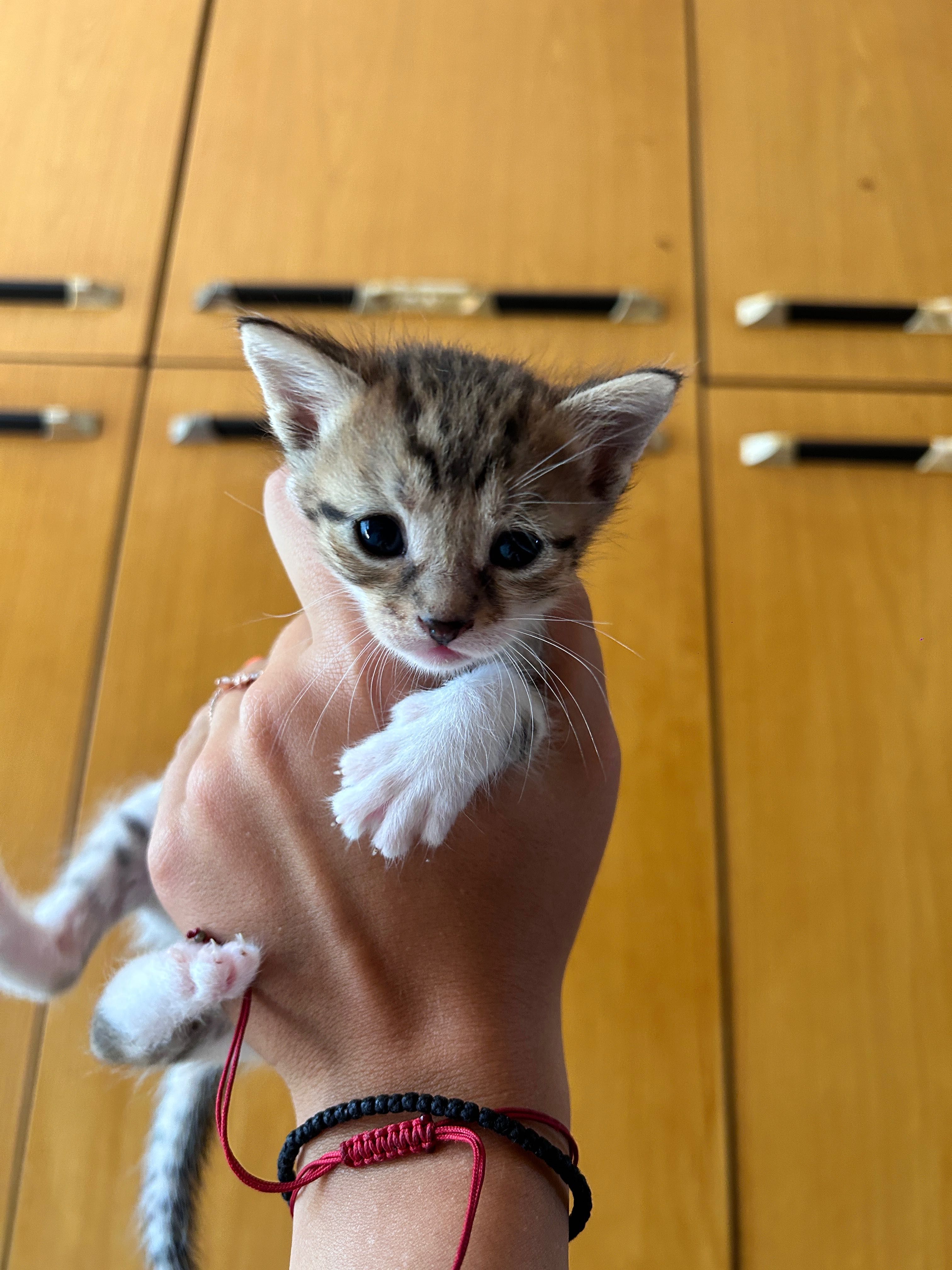 Подарявам котенца