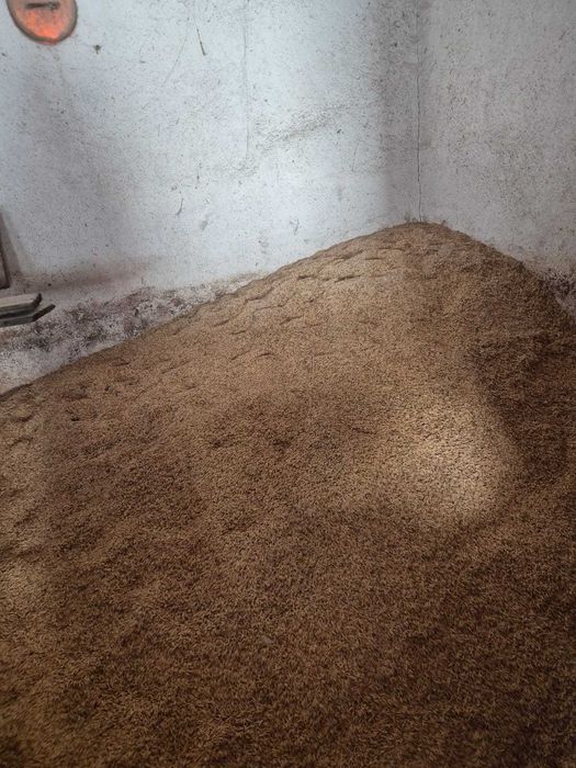 De vânzare grau malai