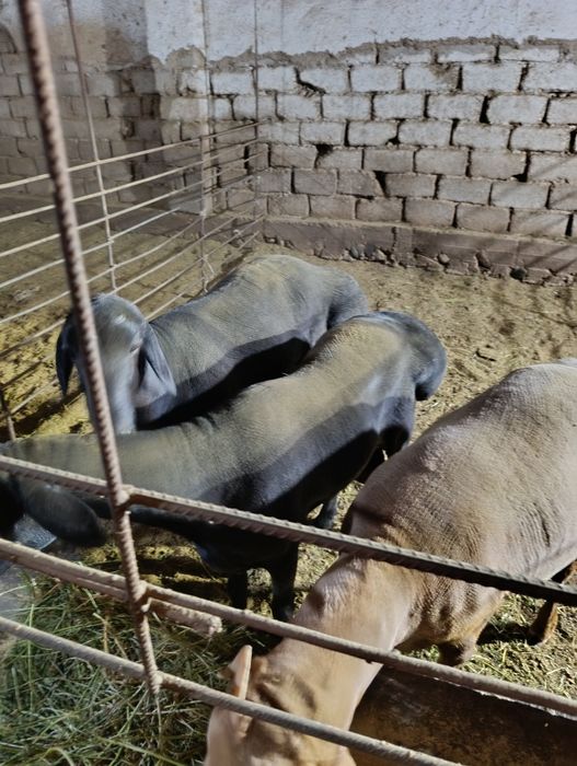 Qoylar xizmati 90 000 mingda jivoy vesiga