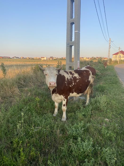 Vand vaca cu vitel !