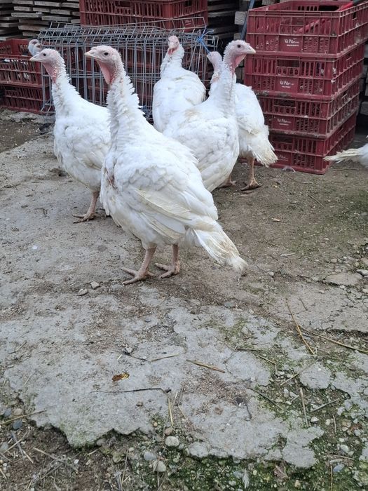 Vând curci oraș corabia