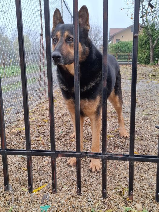 Se donează câine lup