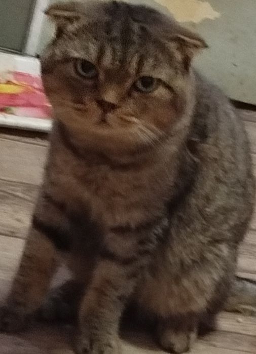 Бесплатно  кошки, коты. Котята подростки