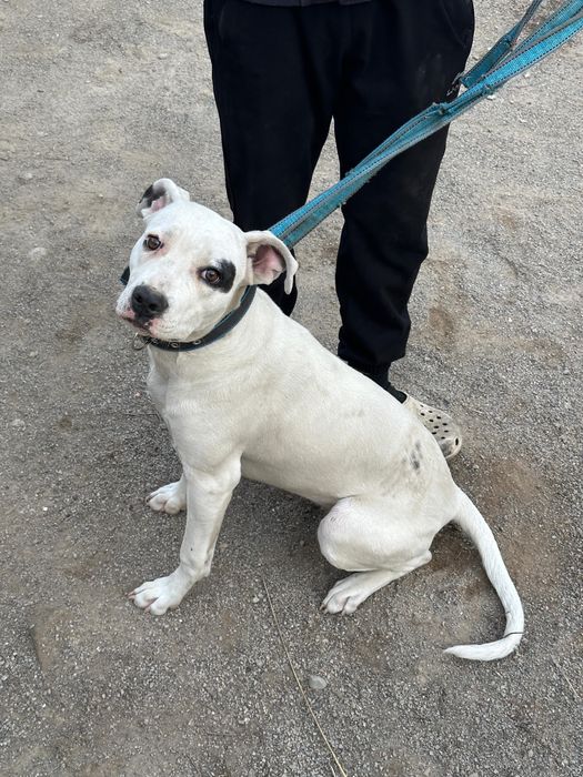 Питбуль 8 айлык……………………………………………………………………………………………………………………………………………..